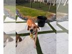 English Foxhound DOG FOR ADOPTION RGADN-1391925 - Ace - English Foxhound (short