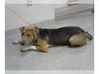Beagle Mix DOG FOR ADOPTION RGADN-1391931 - BLAZE - Beagle / Mixed (medium coat)