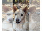 Labrador Retriever-Red Heeler Mix DOG FOR ADOPTION RGADN-1391945 - Dakota -