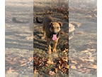 German Shepherd Dog DOG FOR ADOPTION RGADN-1391946 - Scooby Doo - German