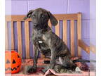 Labrador Retriever DOG FOR ADOPTION RGADN-1391950 - **MILKY WAY** - Labrador