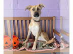 Golden Retriever Mix DOG FOR ADOPTION RGADN-1391951 - **CLYDE** - Golden