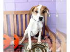American Foxhound DOG FOR ADOPTION RGADN-1391956 - **RYKER** - American Foxhound