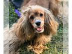 Cocker Spaniel DOG FOR ADOPTION RGADN-1391962 - Mopsy - Cocker Spaniel (medium