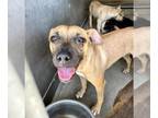 Toy Fox Terrier Mix DOG FOR ADOPTION RGADN-1391966 - LOUIE - Toy Fox Terrier /