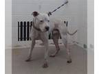 Dogo Argentino Mix DOG FOR ADOPTION RGADN-1391968 - SILCO - Dogo Argentino /