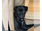 Pug Mix DOG FOR ADOPTION RGADN-1391974 - Bennett - Cutest Scruffy Pup - Pug /