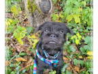 Pug Mix DOG FOR ADOPTION RGADN-1391975 - Baxter - Cutest Little Fella - Pug /