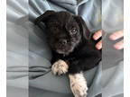 Pug Mix DOG FOR ADOPTION RGADN-1391976 - Penelope - So adorable!