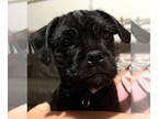 Pug Mix DOG FOR ADOPTION RGADN-1391978 - Potato - So Much Fun!