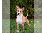 Feist Terrier Mix DOG FOR ADOPTION RGADN-1391980 - *CASHMERE - Feist / Mixed