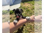 Border Collie-Boxer Mix DOG FOR ADOPTION RGADN-1391999 - L for : Luna - Boxer /