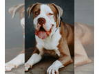 American Bandogge mastiff DOG FOR ADOPTION RGADN-1392007 - Brutus - Pit Bull