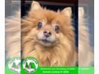 Pomeranian DOG FOR ADOPTION RGADN-1392024 - Misty - Pomeranian Dog For Adoption