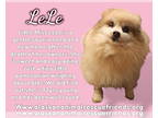Pomeranian DOG FOR ADOPTION RGADN-1392035 - LeLe - Pomeranian (long coat) Dog