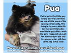 Pomeranian DOG FOR ADOPTION RGADN-1392036 - Pua - Pomeranian Dog For Adoption