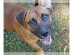 Black Mouth Cur DOG FOR ADOPTION RGADN-1392037 - RUXPIN - Black Mouth Cur