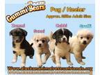 Pug Mix DOG FOR ADOPTION RGADN-1392043 - The Gummy Bears - Australian Cattle