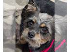 Cairn Terrier Mix DOG FOR ADOPTION RGADN-1392044 - Peanut 0502 - Cairn Terrier /