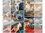 Huskies -Labrador Retriever Mix DOG FOR ADOPTION RGADN-1392052 - Boo - Husky /