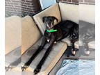Great Dane DOG FOR ADOPTION RGADN-1392060 - Thelma / Louise - Great Dane Dog For