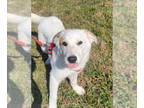 Collie Mix DOG FOR ADOPTION RGADN-1392067 - Rory - Collie / Mixed (medium coat)