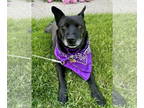 Pembroke Welsh Corgi Mix DOG FOR ADOPTION RGADN-1392092 - Sheeba - Corgi / Mixed