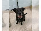 Labrador Retriever DOG FOR ADOPTION RGADN-1392099 - SUZI - Labrador Retriever