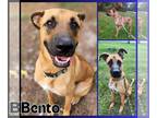 Boxer-German Shepherd Dog Mix DOG FOR ADOPTION RGADN-1392104 - Bento - Boxer /