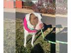 American Pit Bull Terrier-Pointer Mix DOG FOR ADOPTION RGADN-1392106 - Bacardi -