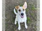 Pointer Mix DOG FOR ADOPTION RGADN-1392111 - *AMAYA - Pointer / Mixed (medium