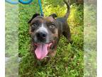 Staffordshire Bull Terrier Mix DOG FOR ADOPTION RGADN-1392116 - GEODUDE -
