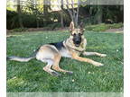 German Shepherd Dog DOG FOR ADOPTION RGADN-1392119 - My Tye - German Shepherd