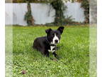 Border Collie Mix DOG FOR ADOPTION RGADN-1392122 - Clover Grace - Border Collie