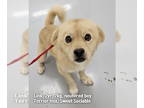 Spaniel Mix DOG FOR ADOPTION RGADN-1392132 - LINK - Spaniel / Terrier / Mixed