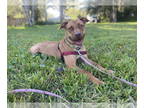 Vizsla Mix DOG FOR ADOPTION RGADN-1392136 - Red - Vizsla / Mixed Dog For