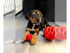 Pointer Mix DOG FOR ADOPTION RGADN-1392139 - Dennis - Hound / Pointer / Mixed