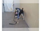 German Shepherd Dog Mix DOG FOR ADOPTION RGADN-1392161 - Bors - German Shepherd
