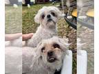 Pekingese Mix DOG FOR ADOPTION RGADN-1392166 - Pekola - Pekingese / Mixed Dog