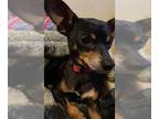 Miniature Pinscher DOG FOR ADOPTION RGADN-1392169 - Bernie - M - Miniature