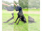 Great Dane DOG FOR ADOPTION RGADN-1392172 - Vegas - Great Dane Dog For Adoption