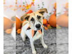 Akita Mix DOG FOR ADOPTION RGADN-1392173 - Sif - Shepherd / Akita / Mixed Dog