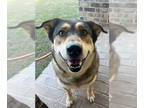 Mix DOG FOR ADOPTION RGADN-1392174 - SADIE - Husky (medium coat) Dog For