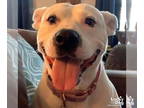 Bull Terrier Mix DOG FOR ADOPTION RGADN-1392175 - Ella - Bull Terrier / Terrier