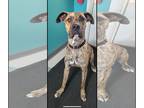 Great Dane Mix DOG FOR ADOPTION RGADN-1392176 - Buddy - Great Dane / Mixed
