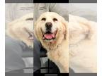 Great Pyrenees DOG FOR ADOPTION RGADN-1392177 - Lucy - Great Pyrenees (medium
