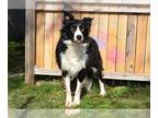 Border Collie DOG FOR ADOPTION RGADN-1392178 - YETI SPAGHETTI - Border Collie