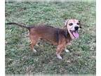 Dachshund Mix DOG FOR ADOPTION RGADN-1392183 - JR - Dachshund / Mixed (medium