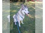 Mix DOG FOR ADOPTION RGADN-1392187 - Frost - Husky (medium coat) Dog For