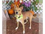 Chow Chow-Collie Mix DOG FOR ADOPTION RGADN-1392194 - LOUIE - Chow Chow / Collie
